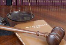 Lawyers specializing in animal law