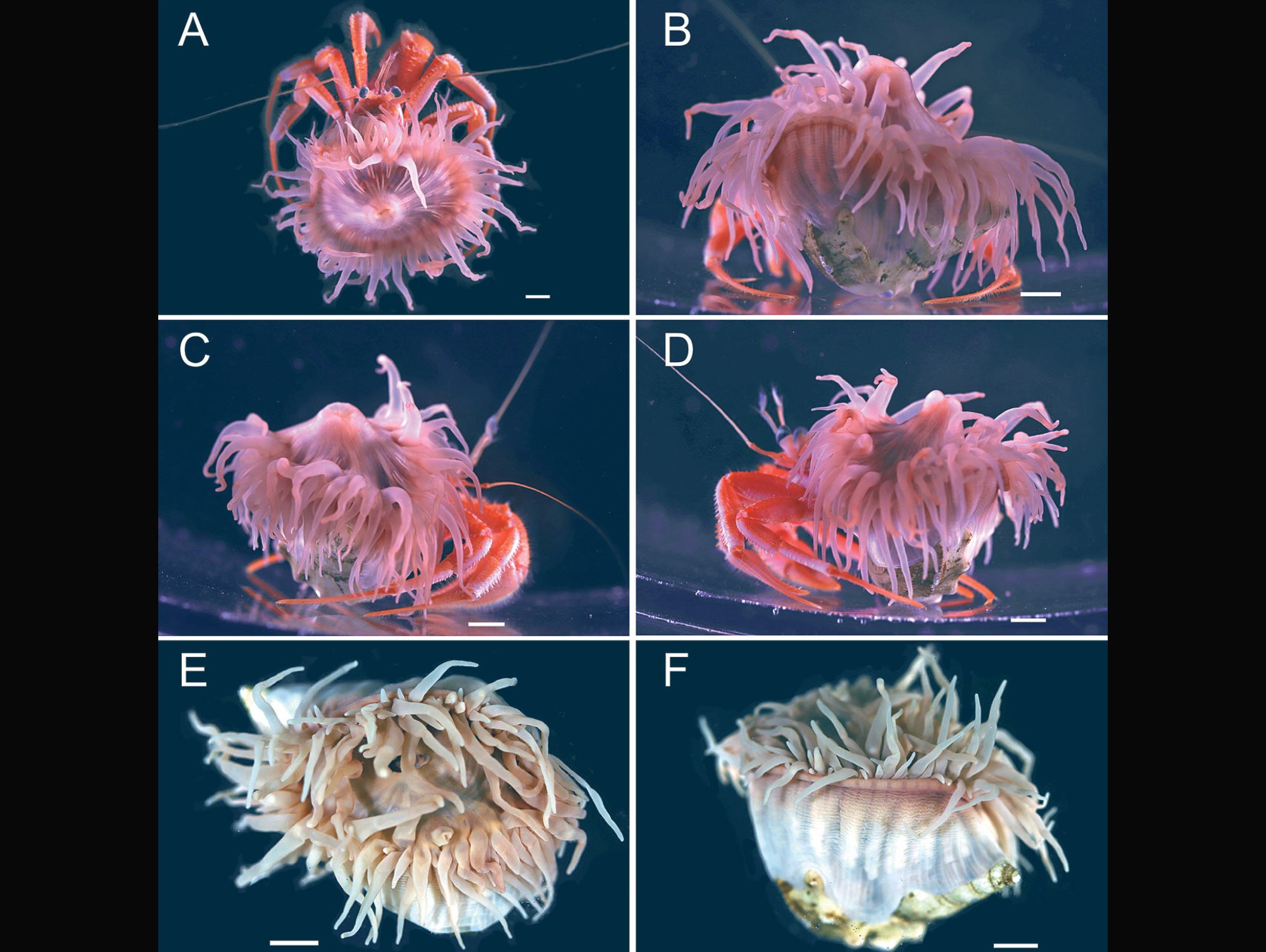 New species of symbiotic anemone discovered in Japan - Padeye