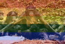 Evolutionary Advantages of Sexual Diversity