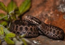 Which Spanish snakes are dangerous?