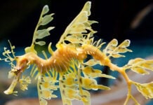 Why do sea dragons look so weird?