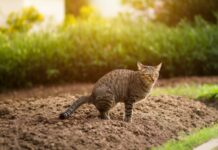 These are the main causes of constipation in cats