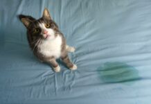 How to prevent my cat from peeing all over the house?