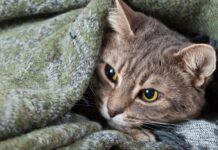 How to know if a cat is sick?