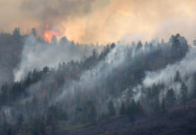 What is the oldest forest fire on record?