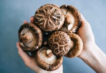 A mushroom to fight superbugs
