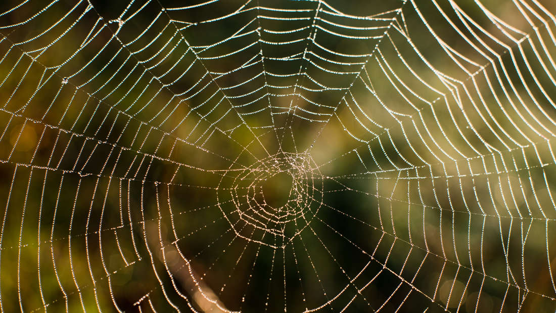 Mittelmeer-Spinne breitet sich in Rheinland-Pfalz aus (Symbolfoto)