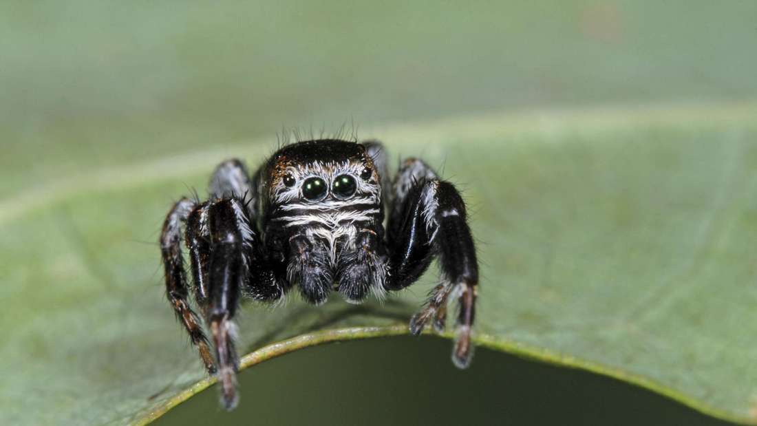 Diese Augen! Evarcha arcuata, auf einem Blatt sitzend. imago images