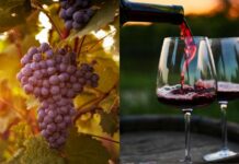 A world without wine? Climate change devastates the world's vineyards, but Chile is trying to save them