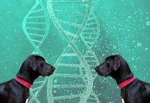 The cloning of deceased dogs is already a reality