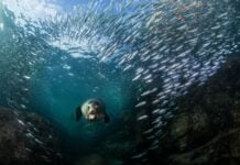 The best ocean conservation photos of the year