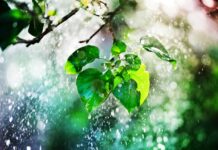 Rainwater contains permanent chemical contaminants