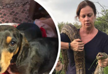 Dachshund is attacked by python – brave owner saves him