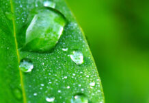 What is the dew point?