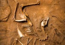 Fossil
