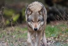Rare film footage of a stalking wolf chasing deer in the Black Forest