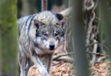 She-wolf "Gloria" must not be shot – Schäfer loses in court