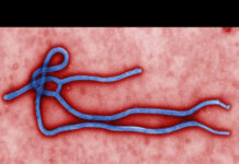 All the keys to the Ebola virus