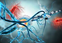 They discover the cause of autoimmune diseases