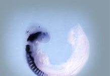 The signals that make up the nervous system in the embryo