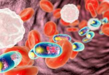 Scientists design nanoparticles to trap and kill coronavirus