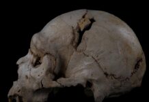 They find another fragment of the best preserved Paleolithic skull: that of 'Miguelón'