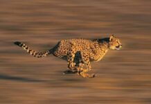 What is the fastest mammal on Earth