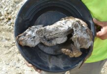 57,000-year-old wolf cub mummified found in Yukon
