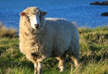 What do you know about Dolly the sheep?