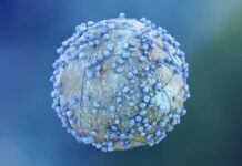 They manage to kill tumor cells from the inside using a 'Trojan horse'