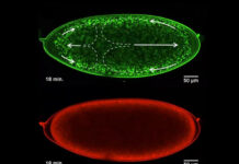 Developing cells do 'synchronized swimming' within the embryo