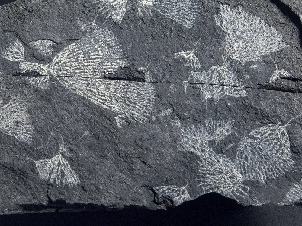 The greatest extinctions in history: causes and consequences - Padeye