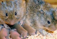 The love of voles allows deciphering monogamy