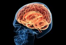This is how pleasure and pain work in the brain