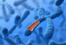 Why does female fertility decrease with age?