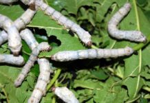 The super silk of worms that eat graphene