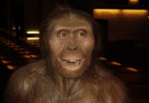 Prehistoric autopsy: Lucy died after falling from a tree