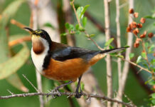 Malaria in birds, environmental health thermometer