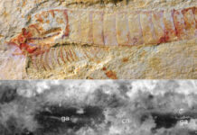 A Cambrian nervous system to frame