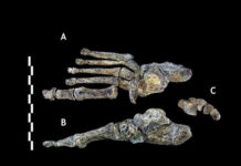 New Human Species Discovered in South Africa – Foot Remains of Homo Naledi