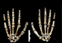 Remains of a new human species discovered in South Africa