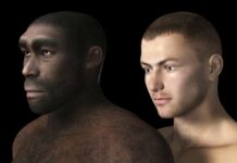 This is how the human body evolved