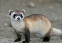 This is the world's first cloned black-footed ferret