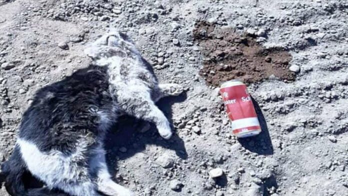 26086459-katze-nora-wurde-tot-auf-einem-acker-gefunden-1tzc1py8xgef