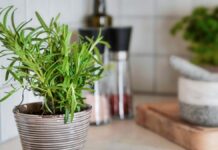 The best aromatic plants you can grow in spring