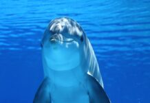 Climate change threatens dolphins