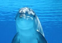 Whales and dolphins have an almost human behavior