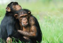 They discover cultural differences between groups of chimpanzees