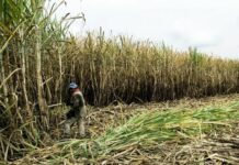 Joint effort to save companies and jobs call for agribusiness workers