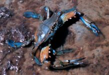 The blue crab (Saturday afternoon stories)